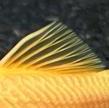 yellow fin